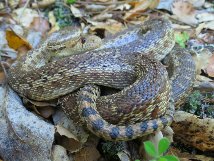 Pacific Gopher Snake